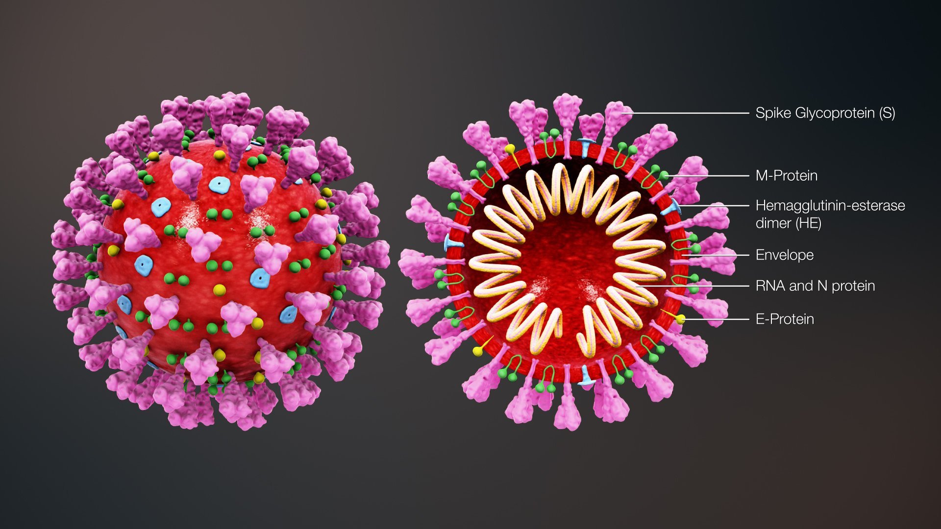 One Virus. Two Cultures.