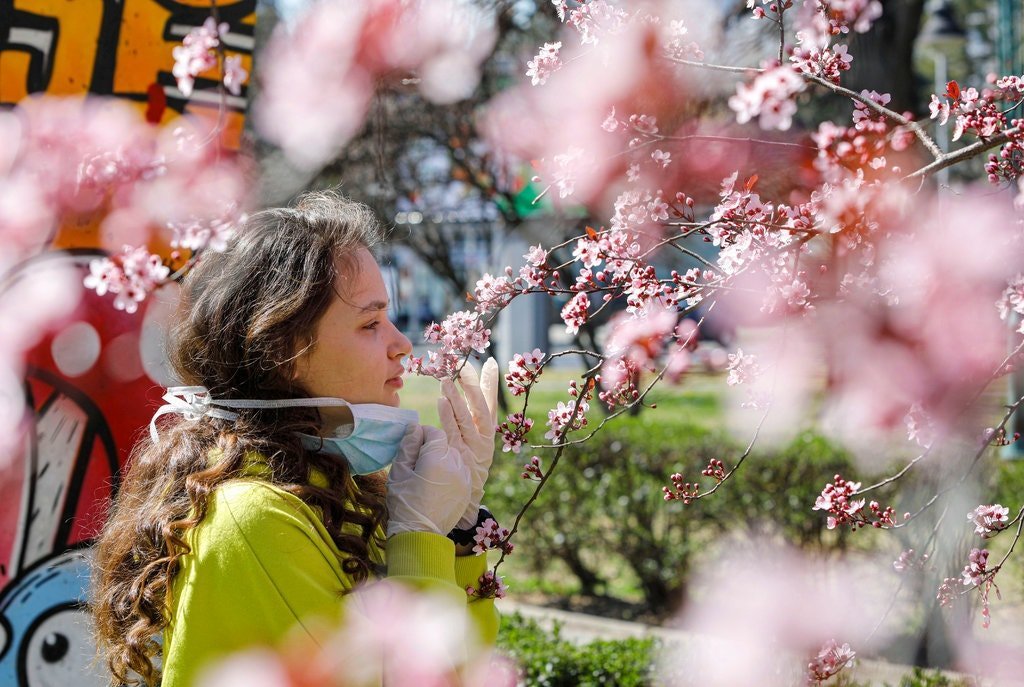 A girl removed her mask to smell the flowers on a blooming tree in Skopje, North Macedonia, on Friday. Evidence is growing that lost sense of smell and taste are peculiar telltale signs of Covid-19, the disease caused by the coronavirus.